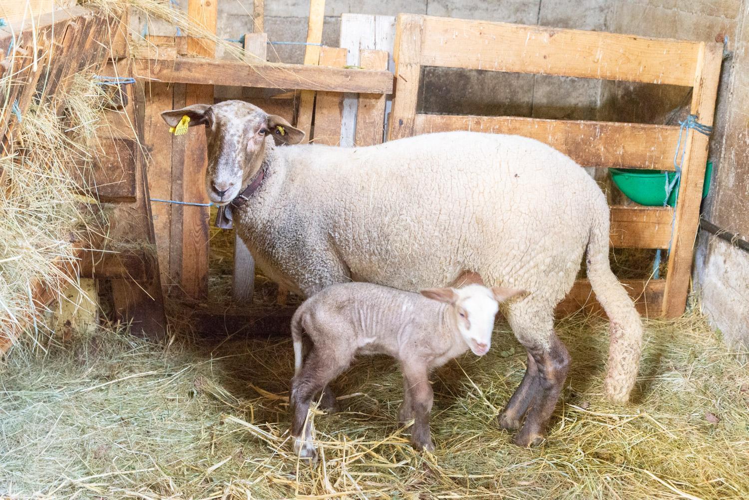 Gite Gite De La Grangette 5/6 Personnes Grandrieu Luaran gambar